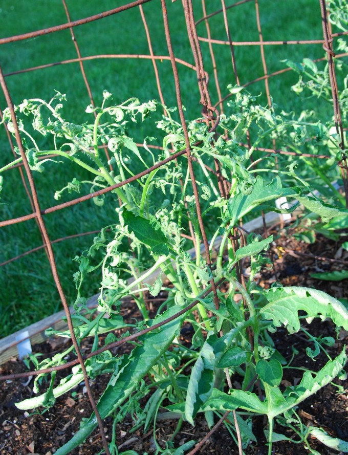 Diseases of Tomato Plants & more