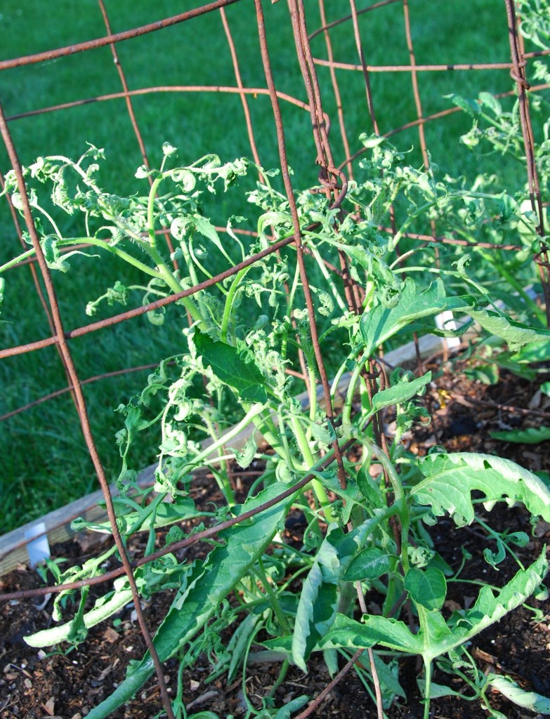 Herbicide damage on Tomatoes