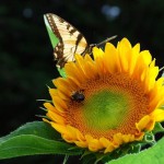 Sunflower with beneficial pollinators