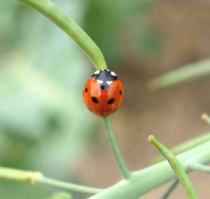7 spotted lady beetle