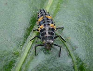 Lady Beetle larva, easily killed with "organic"  BT. Photo by Debbie Roos.