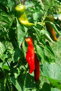 Carmen Peppers are hybrids of the old fashioned sweet Italian peppers. They ripen to red sooner than bell peppers.