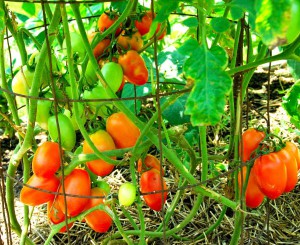 Granadero Hybrind Plum Tomatoes