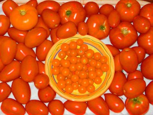 Sun Sugar Tomatoes