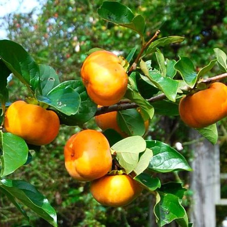 'Fuyu' Japanese Persimmons ripen at the end of October