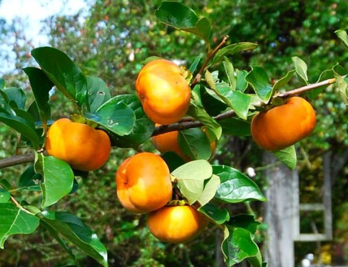 Five Easy Fruits for Every Home Garden