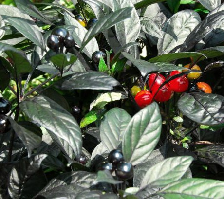 Black Pearl ornamental pepper