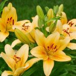 Asiatic Lily 'Best seller'_007Asiatic Lily 'Best seller'resized