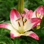 Asiatic Lily 'Lolipop'_008Asiatic Lily 'Lolipop'resized