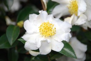 Camellia sasanqua 'Setsugekka'