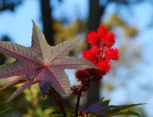 Castor Bean 'Carmencita' survived the first freezing weather in November.
