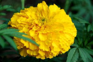 African Marigolds can grow 30" high with huge flowers that make you think of carnations, if only they came in flaming gold!